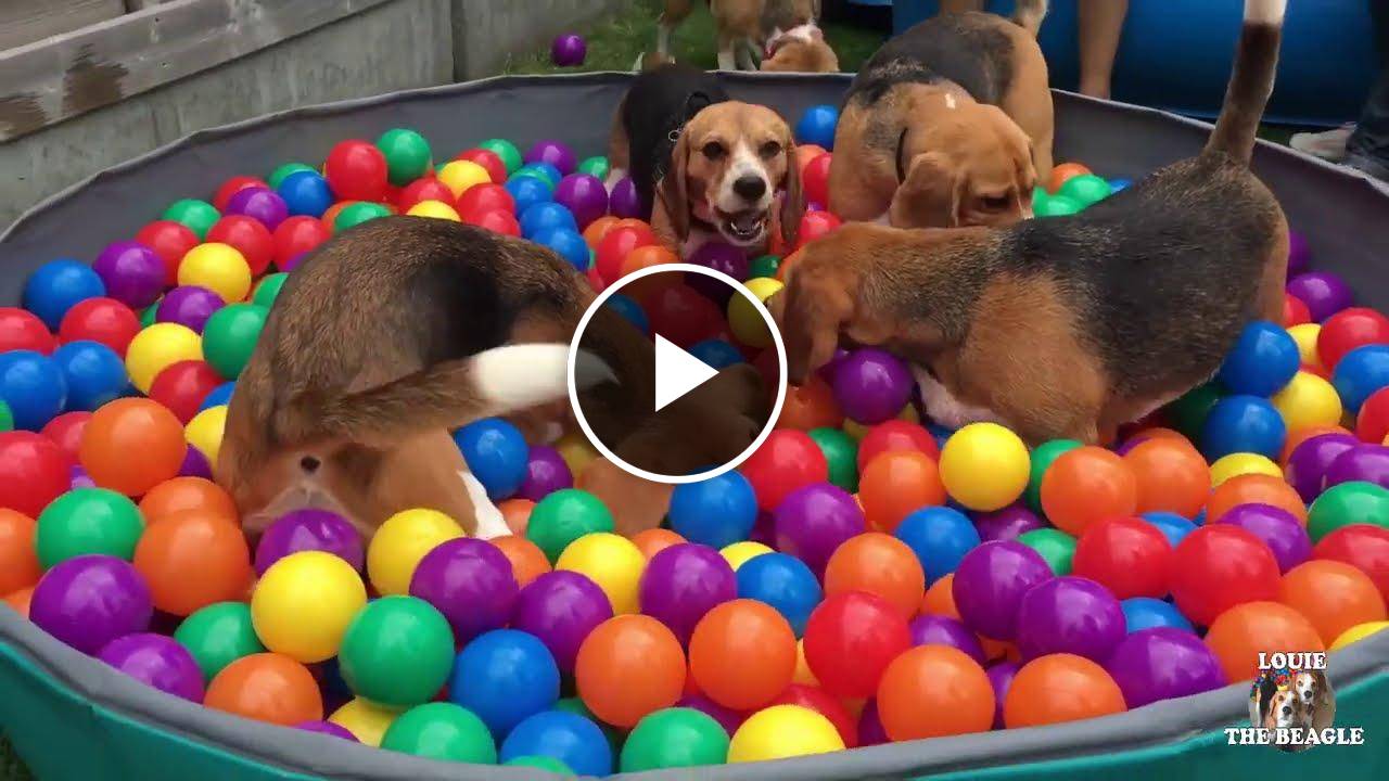 FUNNY BEAGLES HAVING A BALL PIT PARTY!