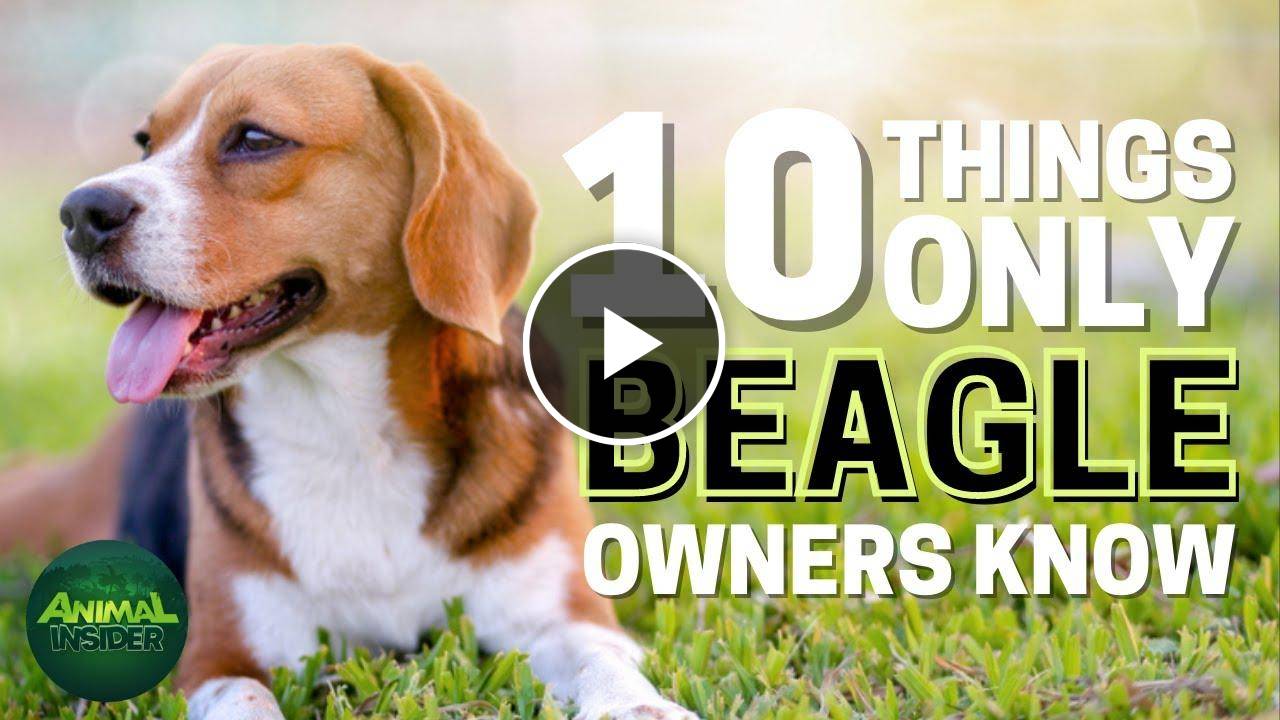 10 Things Only Beagle Dog Owners Understand