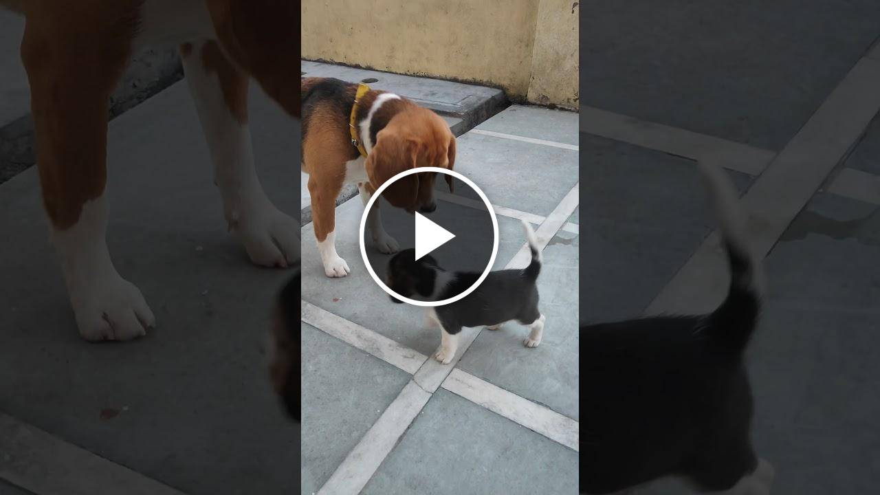 Beagle Dog is Scared of Puppy's Voice | Leo The Beagle