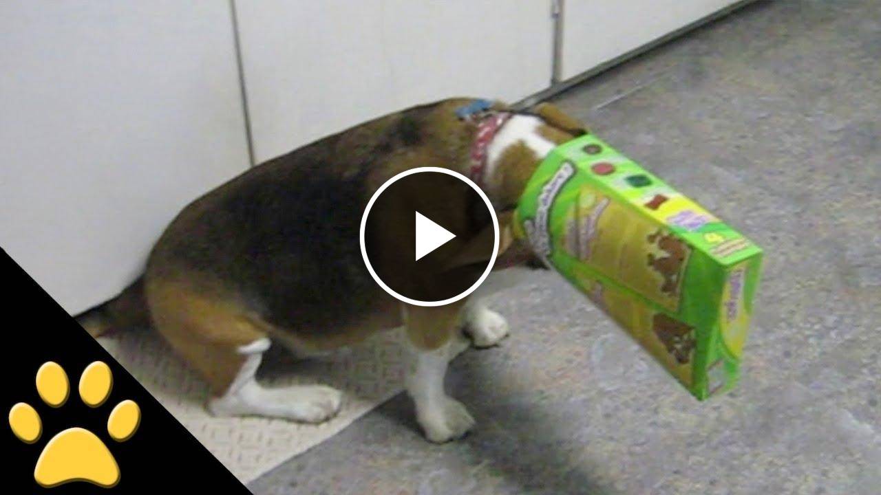 Beagles Are Awesome: Compilation
