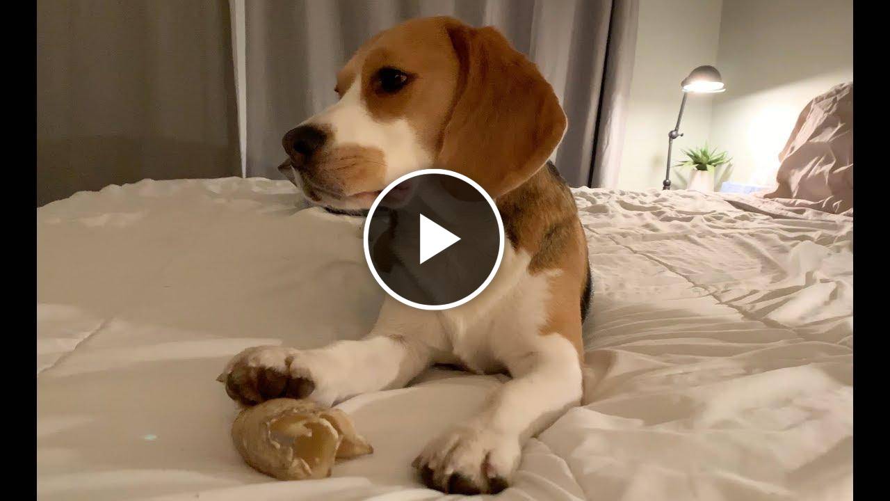 Cute beagle bedtime ritual