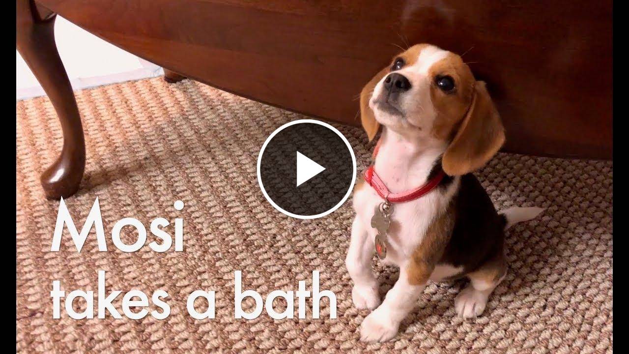Beagle puppy Mosi Takes a Bath