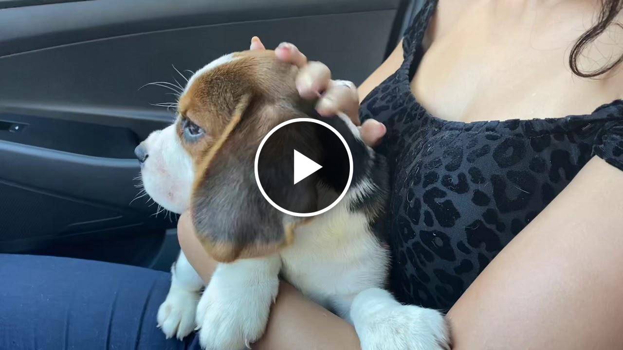BEAGLE PUPPY 7 weeks old first time in a car.. (see the reaction)