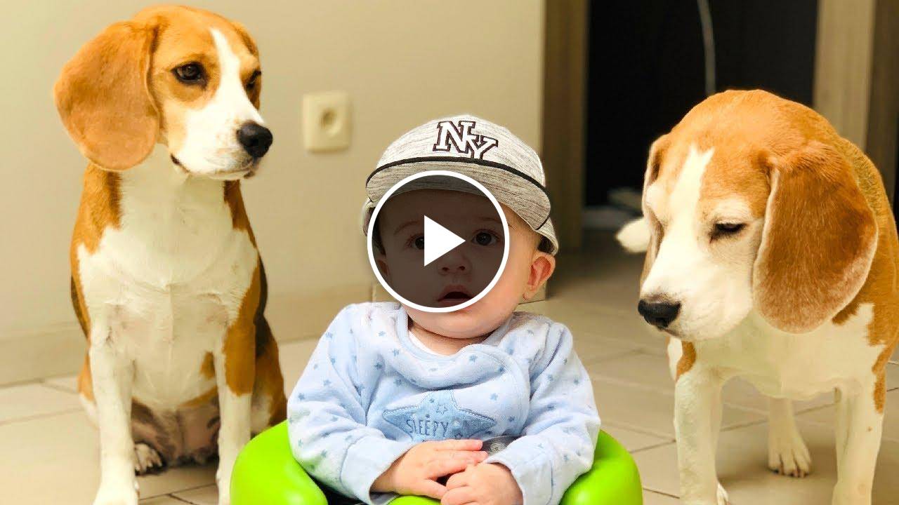 Should i have a Baby if i have Beagle dogs?