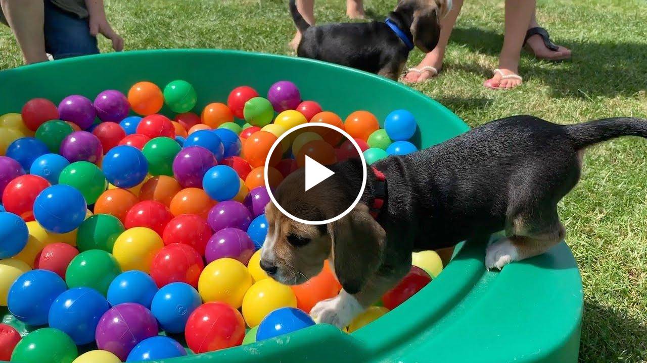Cute Beagle Puppy Playing in Ball pit with Brothers & Sisters