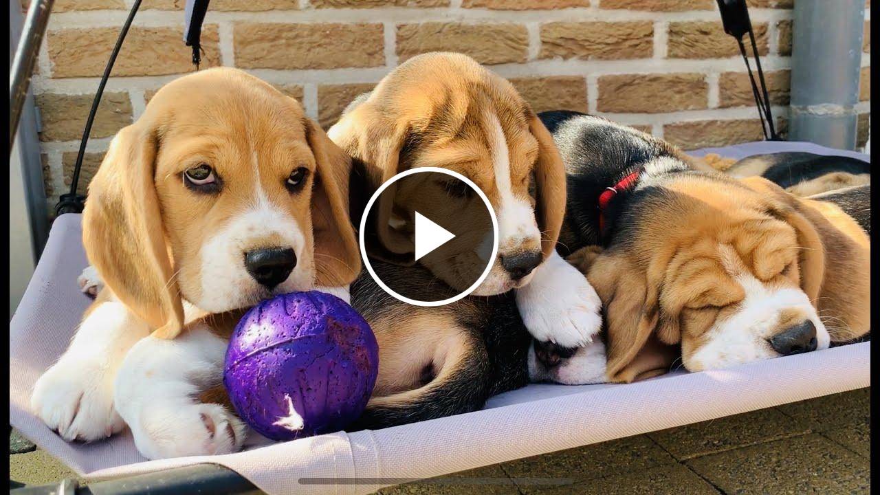 Beagle Puppies Growing up : 1-8 weeks! SUPER CUTE!