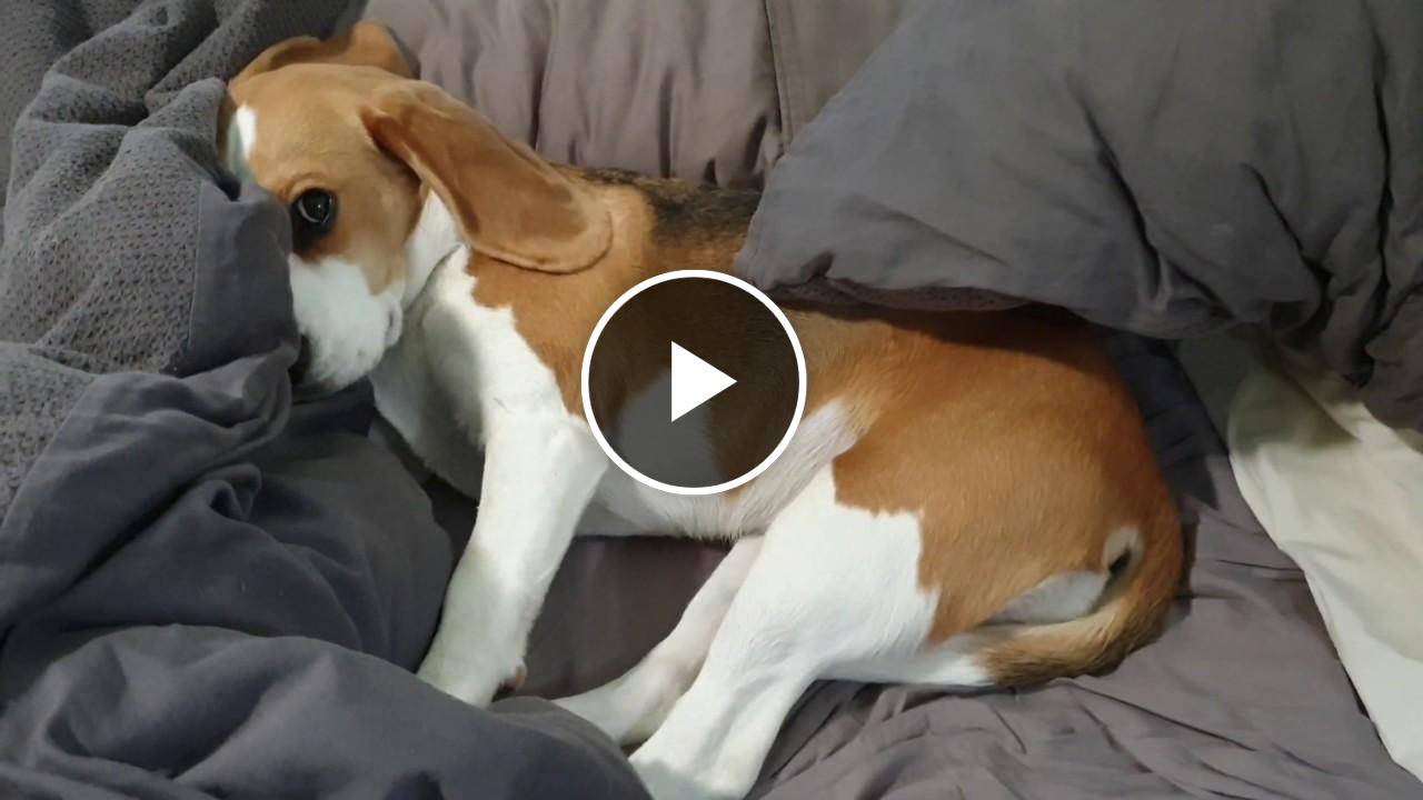 Cute beagle doesn't want to get out of bed