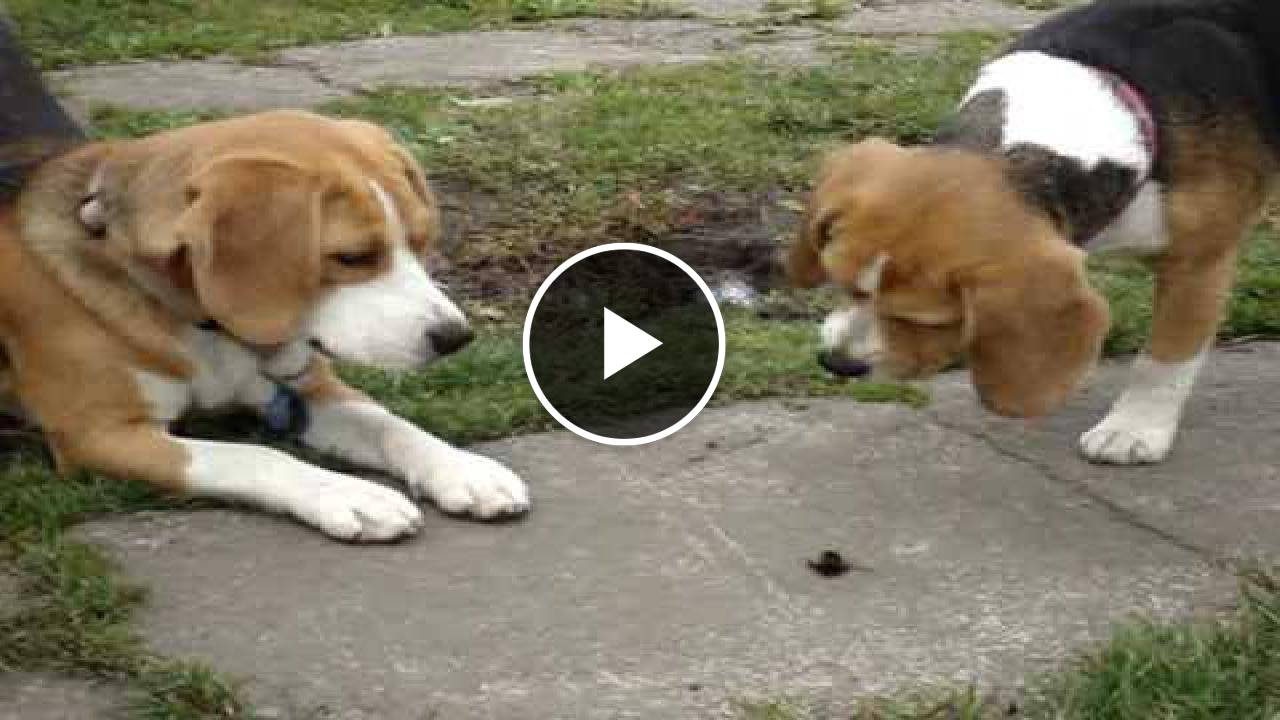2 beagles howling at a bumble bee