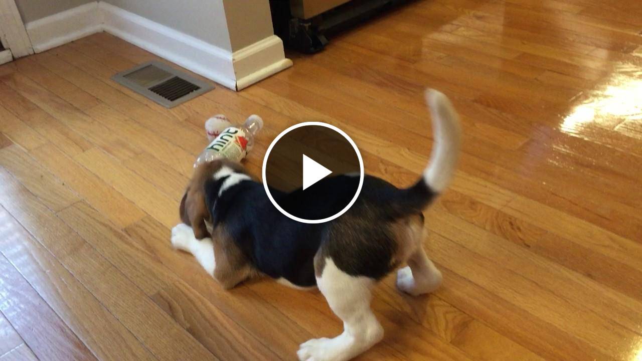 Beagle puppy sees empty water bottle as major threat