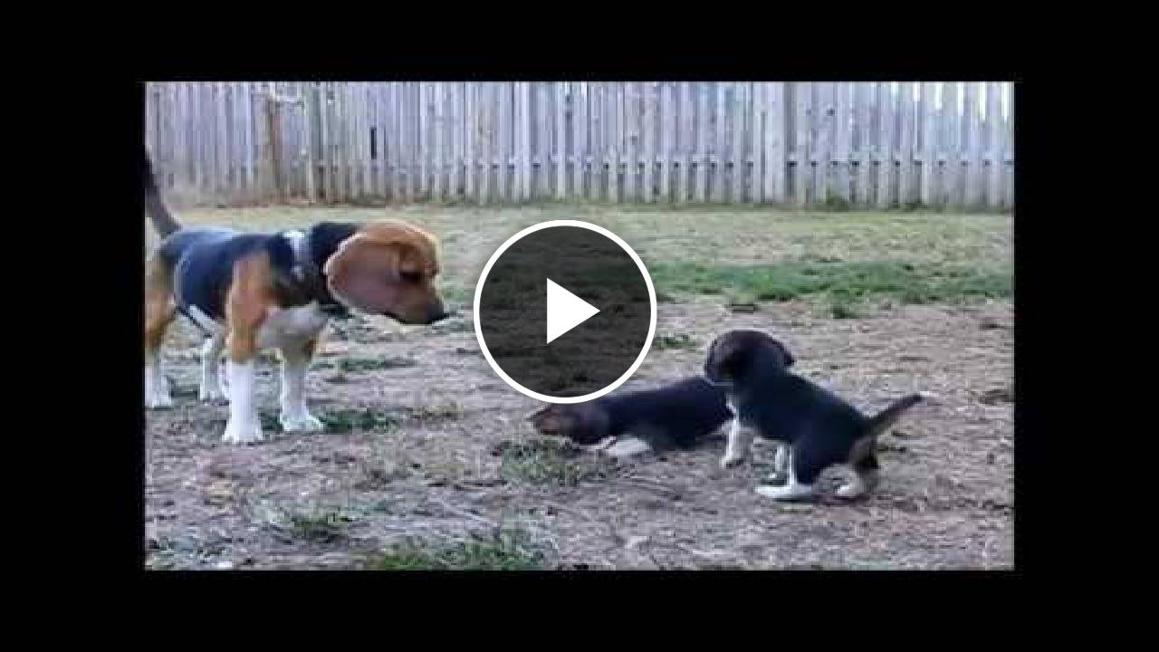 Beagle puppy barks for the first time to his beagle daddy