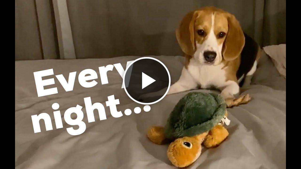 Cute beagle brings all his toys to bed