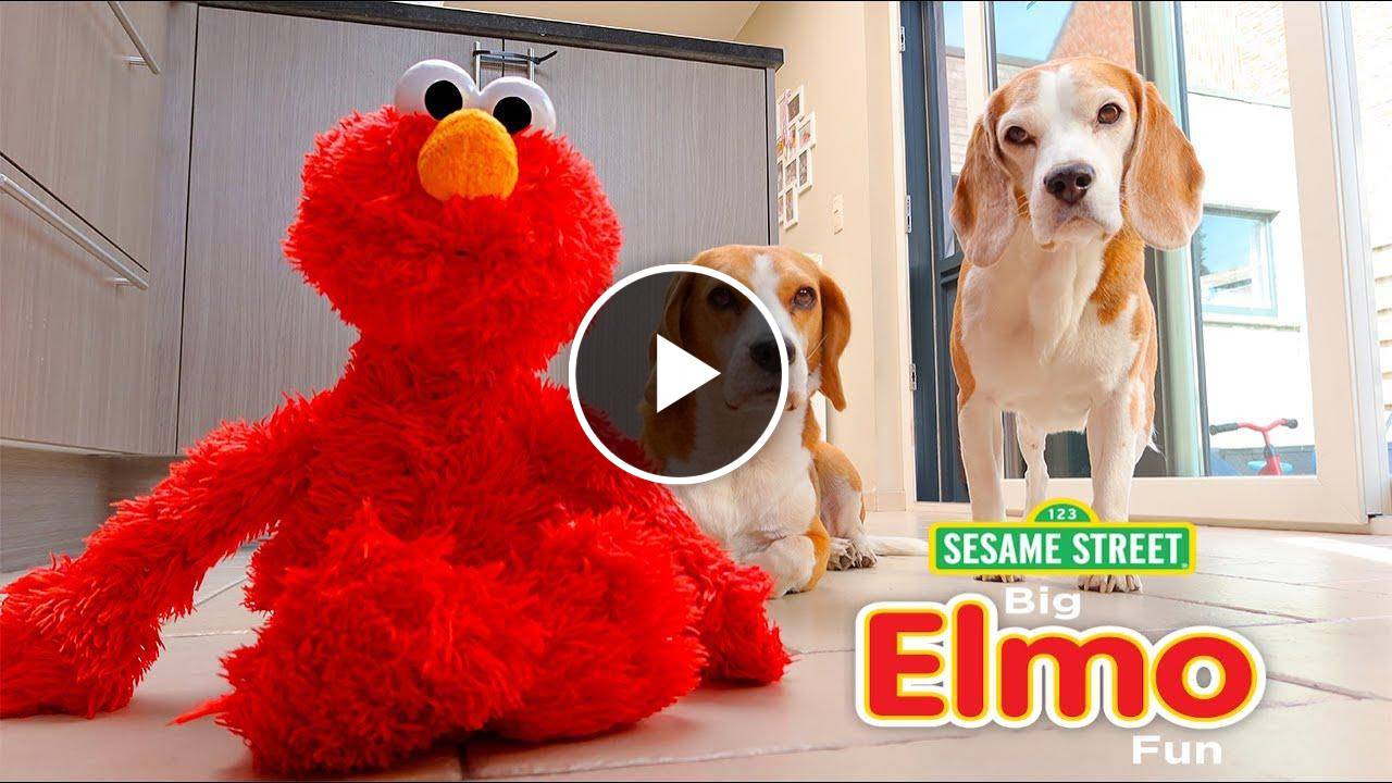 Cute Dogs Pranked by ELMO : Funny Beagles Louie & Marie
