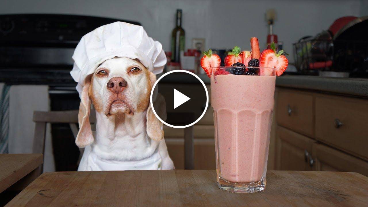 Funny Chef Dog Makes Smoothies! Funny Dog Maymo