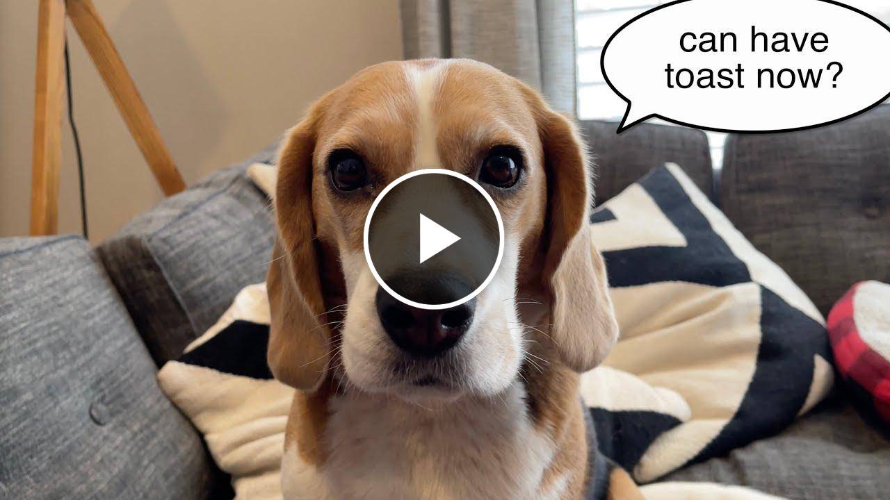 Beagle teeth explained