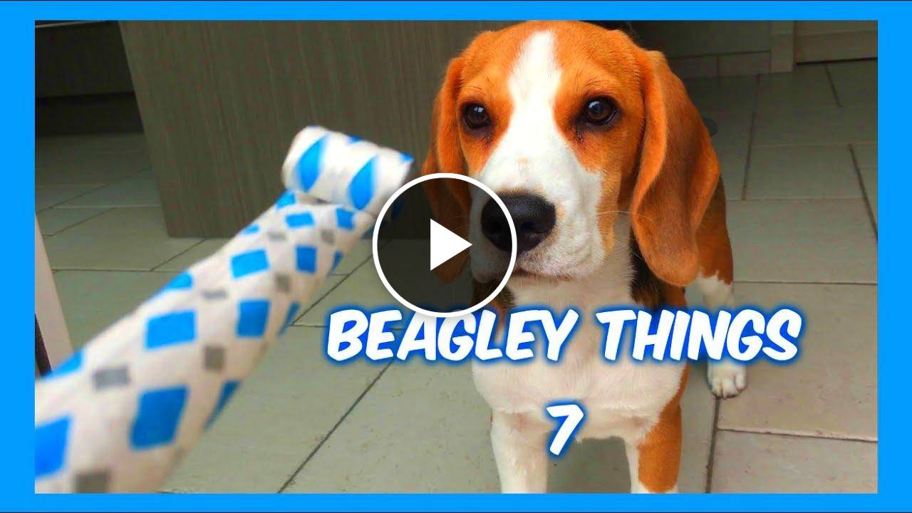 Funny BEAGLE Compilation! Why You Should Get A Beagle Dog. Episode #7